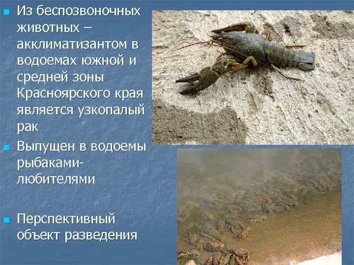 n n n Из беспозвоночных животных – акклиматизантом в водоемах южной и средней зоны