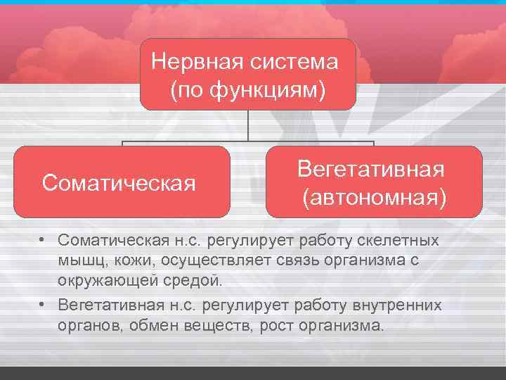 Нервная система (по функциям) Соматическая Вегетативная (автономная) • Соматическая н. с. регулирует работу скелетных