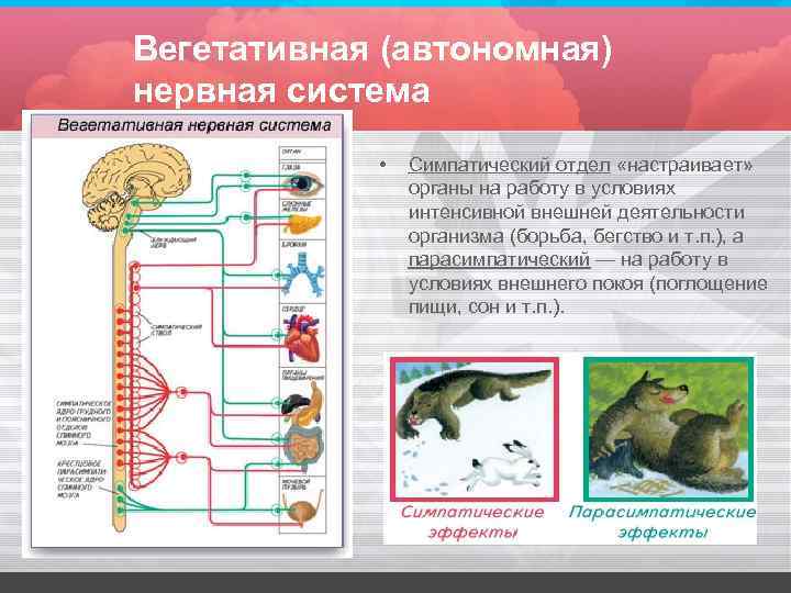 Вегетативная (автономная) нервная система • Симпатический отдел «настраивает» органы на работу в условиях интенсивной