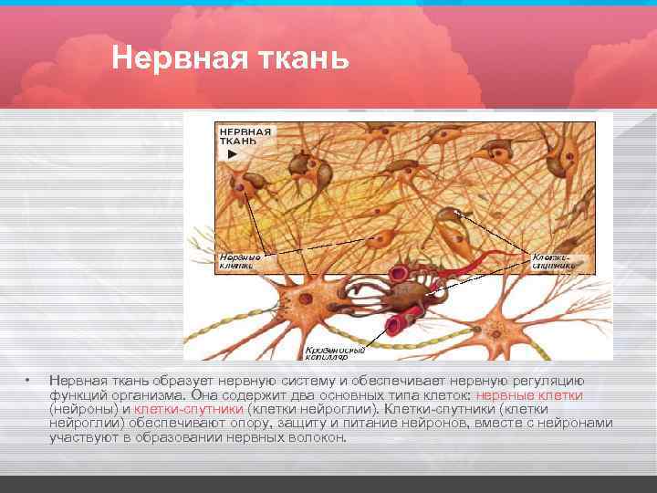 Нервная ткань • Нервная ткань образует нервную систему и обеспечивает нервную регуляцию функций организма.