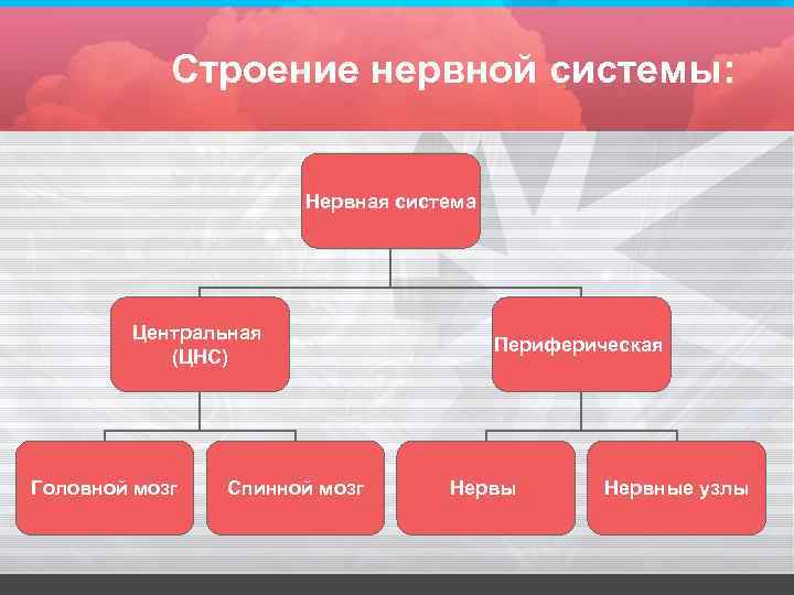 Строение нервной системы: Нервная система Центральная (ЦНС) Головной мозг Спинной мозг Периферическая Нервы Нервные