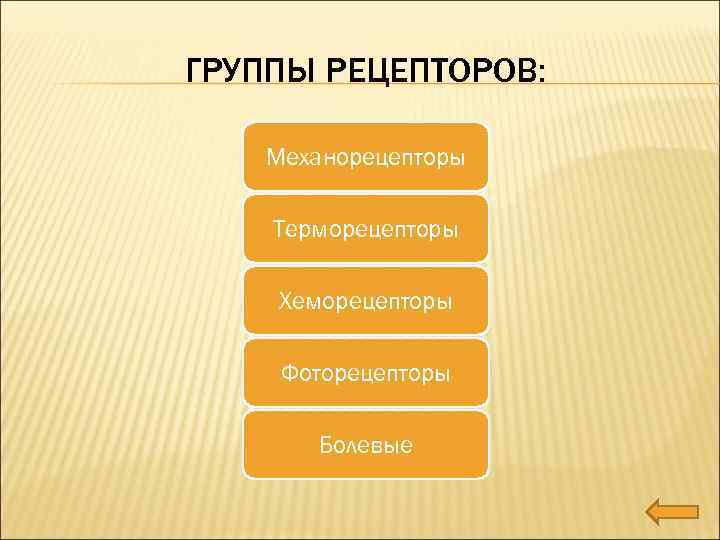 ГРУППЫ РЕЦЕПТОРОВ: Механорецепторы Терморецепторы Хеморецепторы Фоторецепторы Болевые 