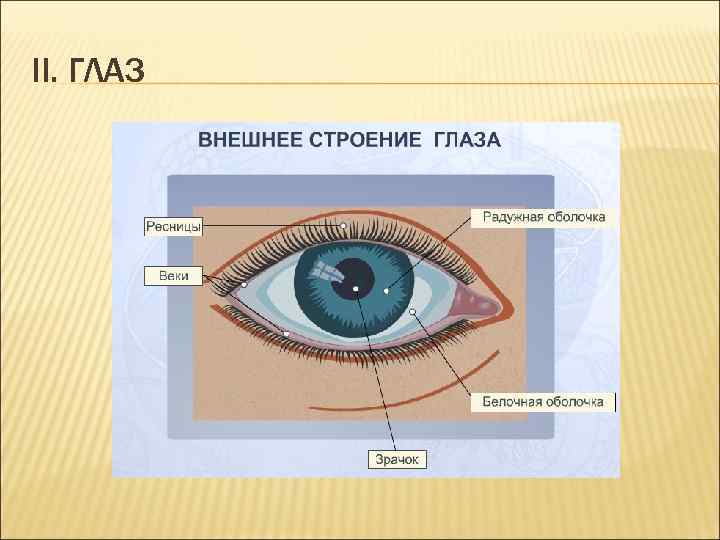 II. ГЛАЗ 