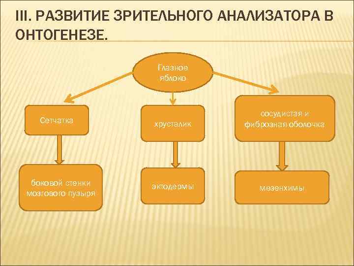 III. РАЗВИТИЕ ЗРИТЕЛЬНОГО АНАЛИЗАТОРА В ОНТОГЕНЕЗЕ. Глазное яблоко Сетчатка боковой стенки мозгового пузыря хрусталик