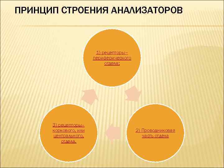 ПРИНЦИП СТРОЕНИЯ АНАЛИЗАТОРОВ 1) рецепторы– периферического отдела; 3) рецепторы– коркового, или центрального, отдела. 2)