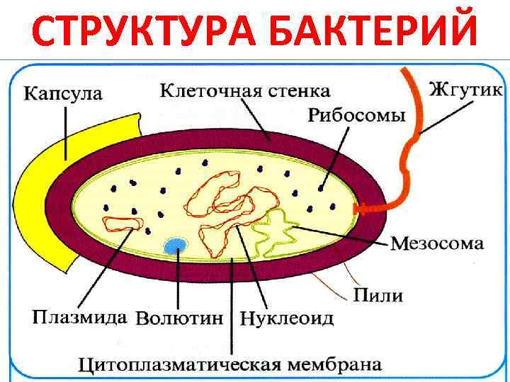 СТРУКТУРА БАКТЕРИЙ 