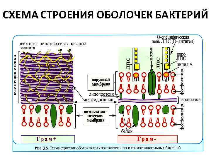 СХЕМА СТРОЕНИЯ ОБОЛОЧЕК БАКТЕРИЙ 