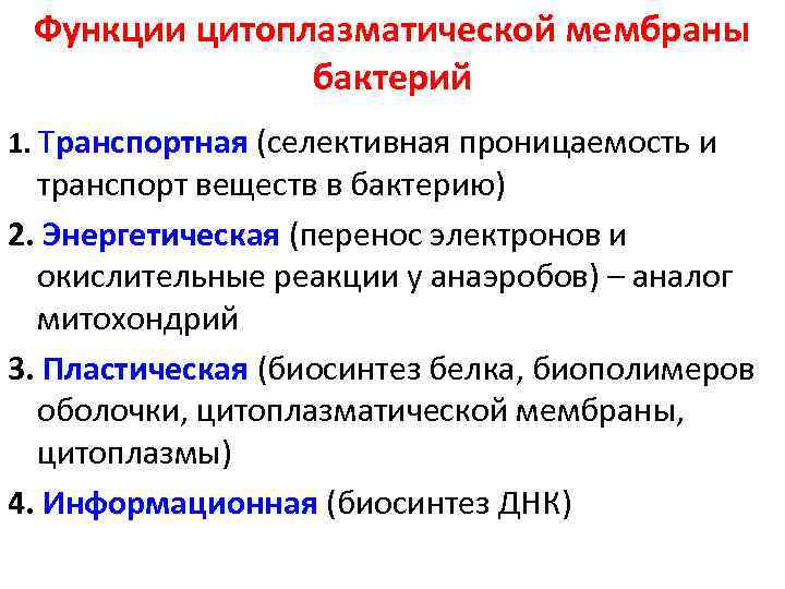 Функции цитоплазматической мембраны бактерий 1. Транспортная (селективная проницаемость и транспорт веществ в бактерию) 2.