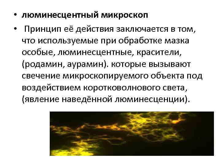  • люминесцентный микроскоп • Принцип её действия заключается в том, что используемые при