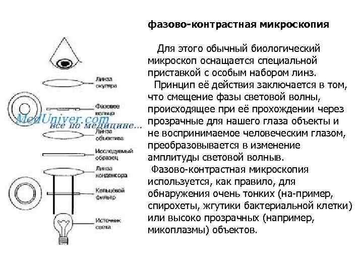 фазово-контрастная микроскопия Для этого обычный биологический микроскоп оснащается специальной приставкой с особым набором линз.