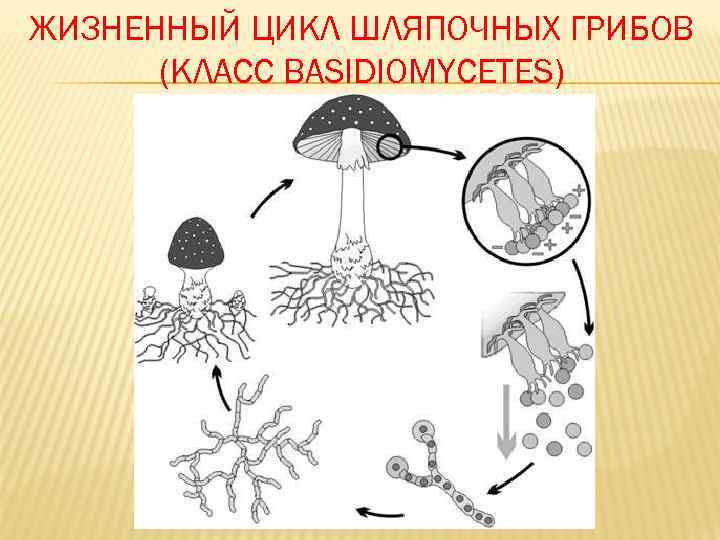 ЖИЗНЕННЫЙ ЦИКЛ ШЛЯПОЧНЫХ ГРИБОВ (КЛАСС BASIDIOMYCETES) 