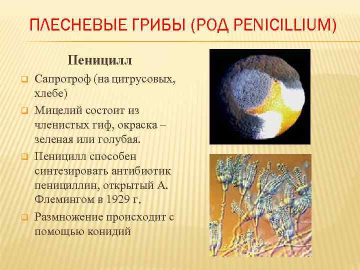 Способ питания пеницилла