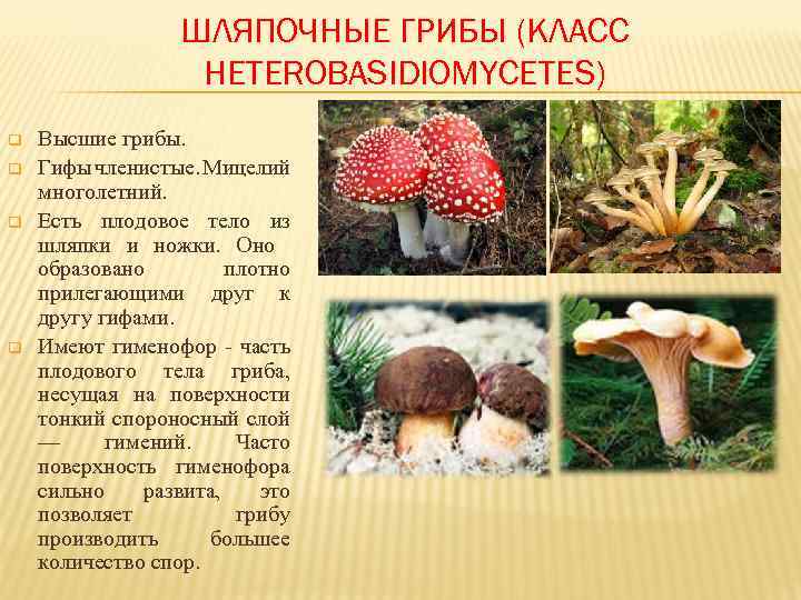 В чем сходство и различие шляпочных грибов. Шляпочные грибы 5 класс. Шляпочные грибы презентация 5 класс. Шляпочные грибы общая характеристика. Грибы строение шляпочных грибов.