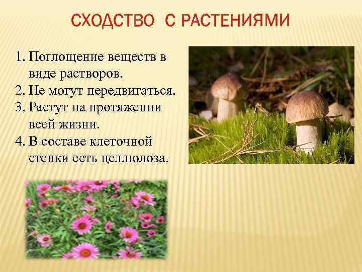 СХОДСТВО С РАСТЕНИЯМИ 1. Поглощение веществ в виде растворов. 2. Не могут передвигаться. 3.