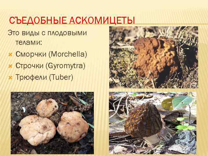 СЪЕДОБНЫЕ АСКОМИЦЕТЫ Это виды с плодовыми телами: Сморчки (Morchella) Строчки (Gyromytra) Трюфели (Tuber) 