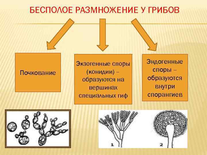БЕСПОЛОЕ РАЗМНОЖЕНИЕ У ГРИБОВ Почкование Экзогенные споры (конидии) – образуются на вершинах специальных гиф