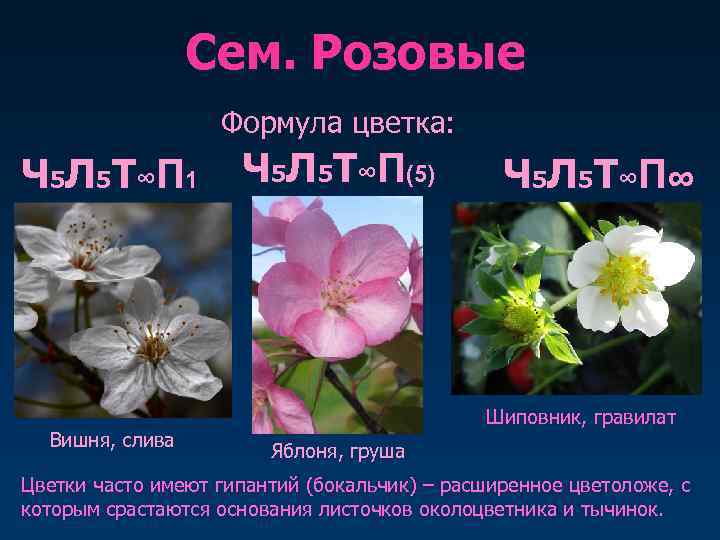 Ч5л5т бесконечность п1 формула какого цветка. Формула цветка ч5л5т. Формула цветка вишни. Формула цветка яблони.