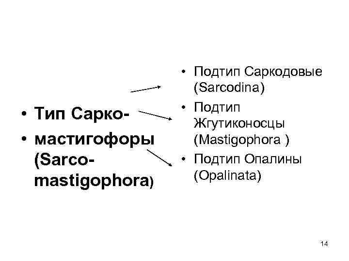  • Тип Сарко • мастигофоры (Sarcomastigophora) • Подтип Саркодовые (Sarcodina) • Подтип Жгутиконосцы