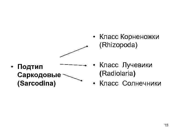  • Класс Корненожки (Rhizopoda) • Подтип Саркодовые (Sarcodina) • Класс Лучевики (Radiolaria) •