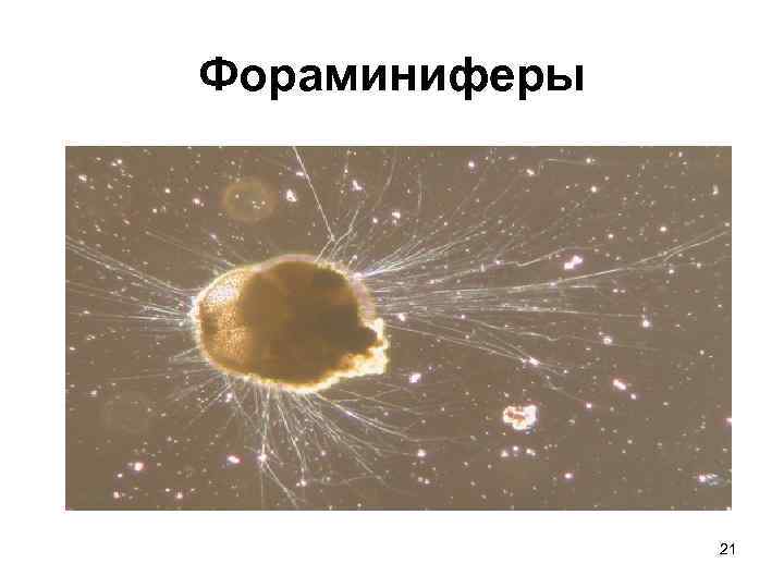 Фораминиферы 21 