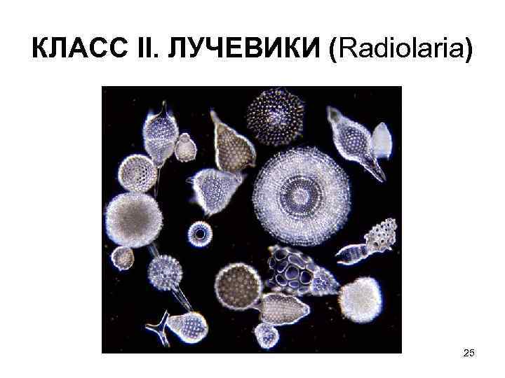 КЛАСС II. ЛУЧЕВИКИ (Radiolaria) 25 