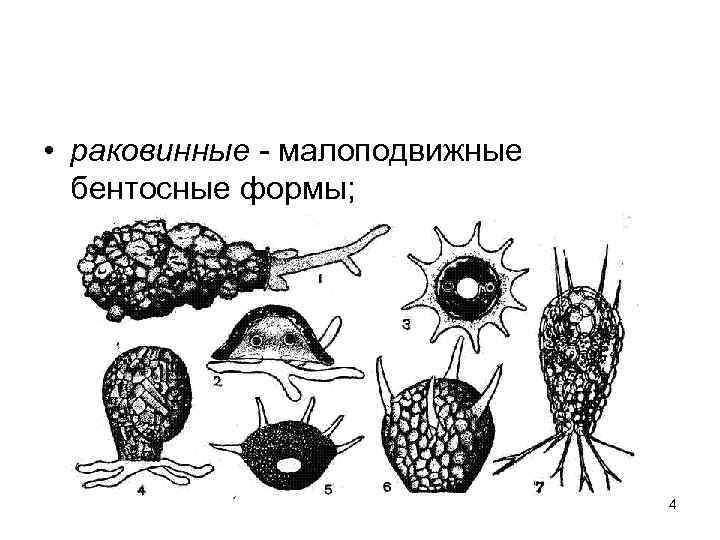  • раковинные - малоподвижные бентосные формы; 4 