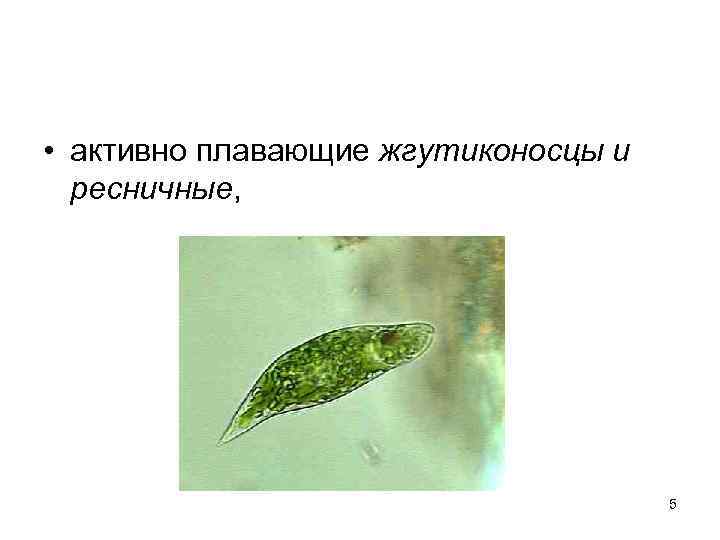  • активно плавающие жгутиконосцы и ресничные, 5 
