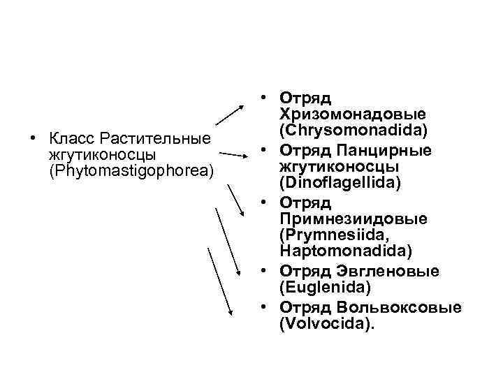  • Класс Растительные жгутиконосцы (Phytomastigophorea) • Отряд Хризомонадовые (Chrysomonadida) • Отряд Панцирные жгутиконосцы