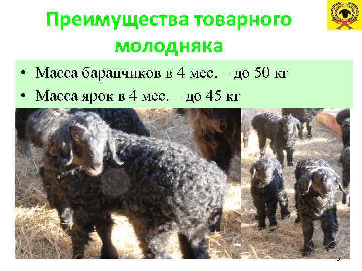 Преимущества товарного молодняка • Масса баранчиков в 4 мес. – до 50 кг •