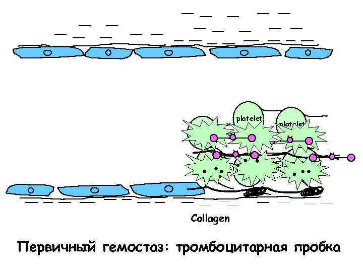 platelet platelet Collagen Первичный гемостаз: тромбоцитарная пробка 