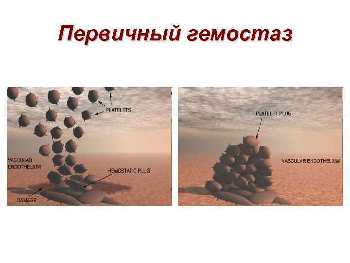 Первичный гемостаз 