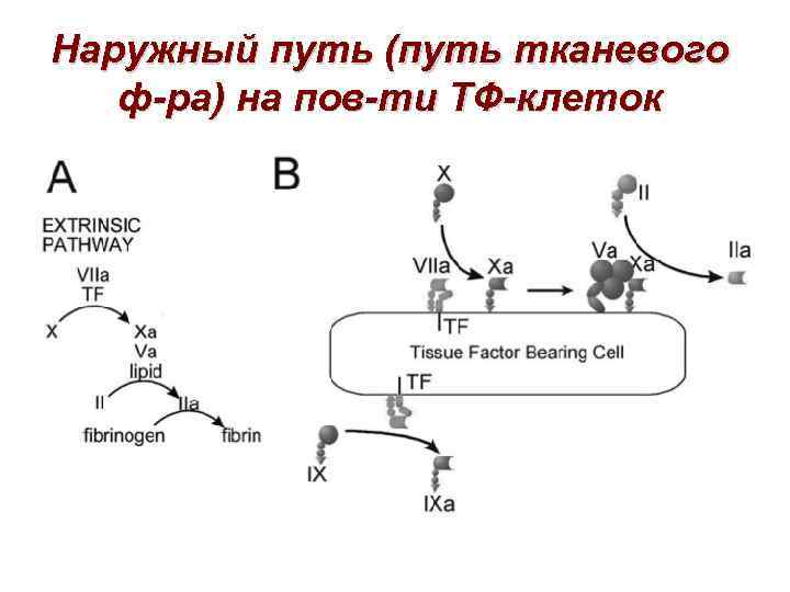Наружный путь (путь тканевого ф-ра) на пов-ти ТФ-клеток 