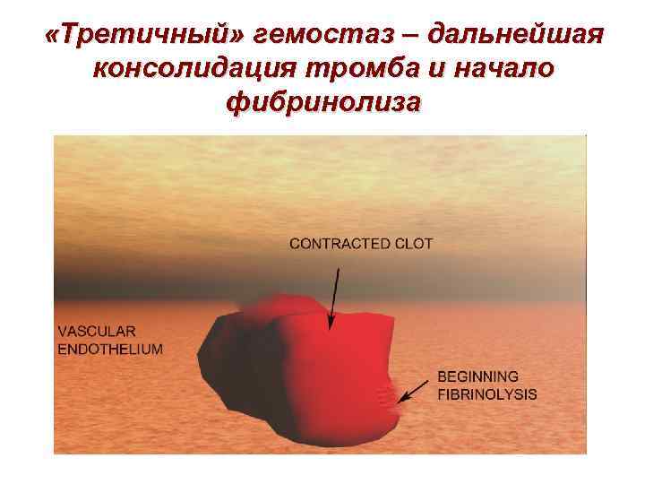 «Третичный» гемостаз – дальнейшая консолидация тромба и начало фибринолиза 