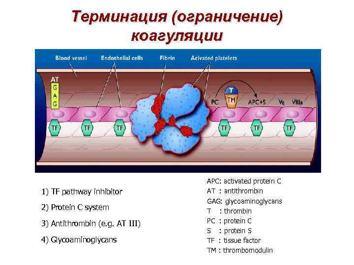 Терминация (ограничение) коагуляции 1) TF pathway inhibitor 2) Protein C system 3) Antithrombin (e.