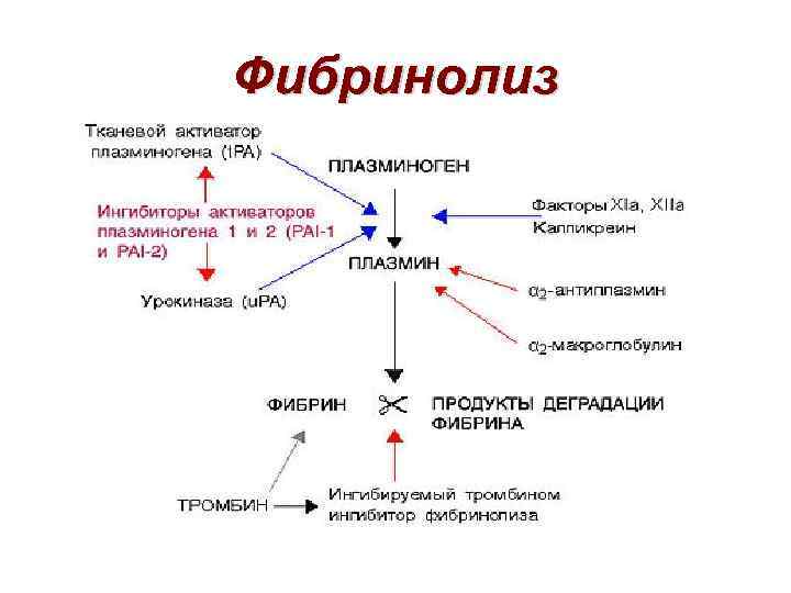 Схема фибринолиза физиология