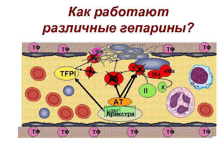 Как работают различные гепарины? ТФ ТФ TFPI ТФ ТФ VIIa Xa Va Xa II