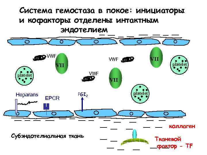 Система гемостаза в покое: инициаторы и кофакторы отделены интактным эндотелием VWF VII VWF platelet