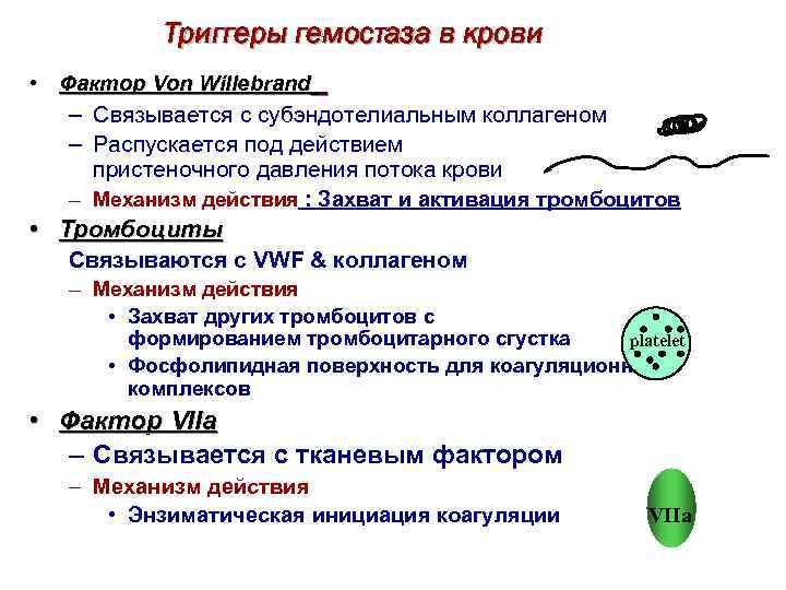 Триггеры гемостаза в крови • Фактор Von Willebrand – Связывается с субэндотелиальным коллагеном –