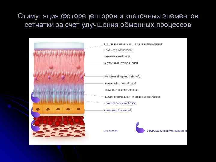 Стимуляция фоторецепторов и клеточных элементов сетчатки за счет улучшения обменных процессов 