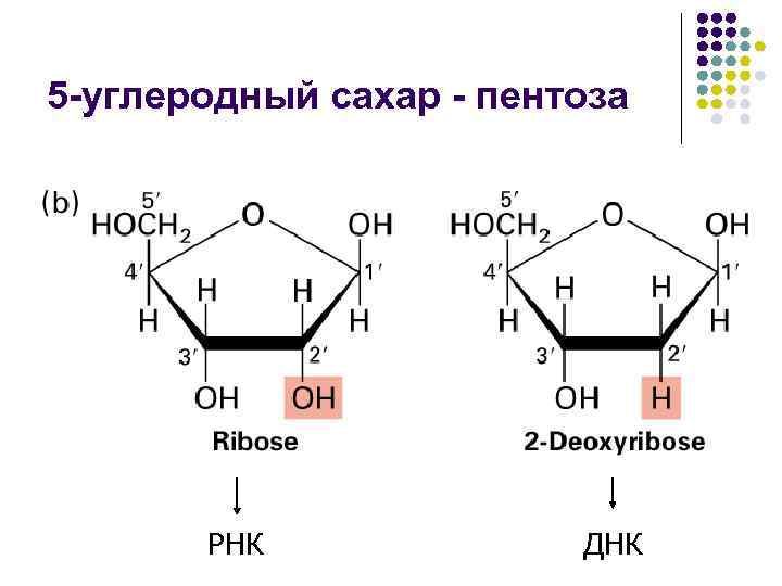 5 -углеродный сахар - пентоза РНК ДНК 