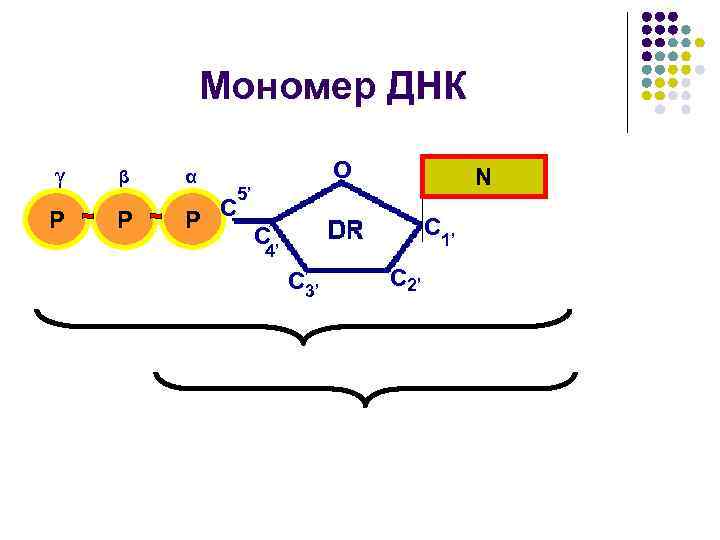 Мономер ДНК γ P β P α P O N 5’ C C 1’