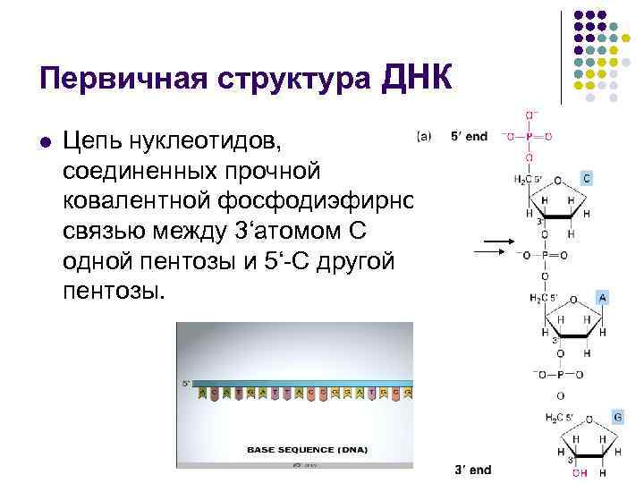 Фосфодиэфирная связь между нуклеотидами. Первичная структура структура ДНК. 3 5 Фосфодиэфирная связь ДНК. Образование фосфодиэфирной связи между нуклеотидами.