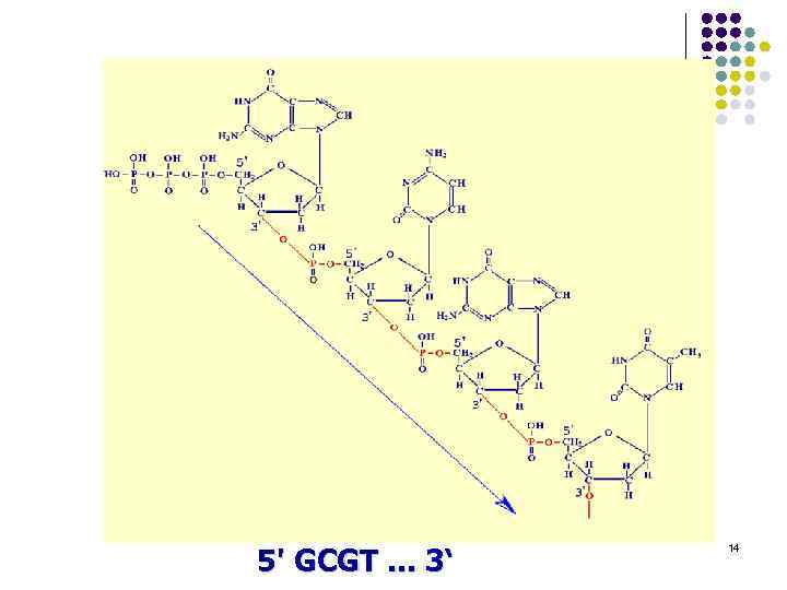 5' GCGT. . . 3‘ 14 