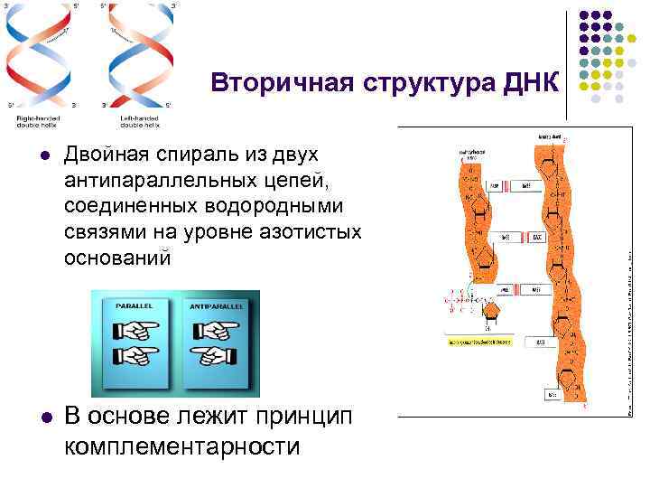 Вторичная структура ДНК l Двойная спираль из двух антипараллельных цепей, соединенных водородными связями на