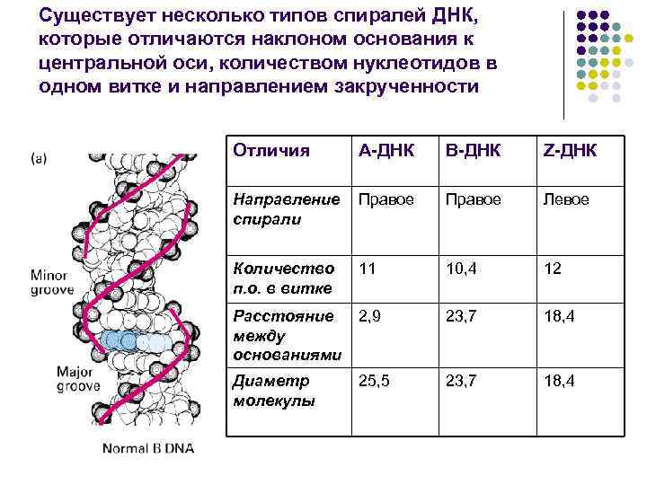 Какой длины днк. Формы спирали ДНК. Виды спиралей ДНК. Длина витка спирали ДНК. Характеристика в-типа двойной спирали ДНК..