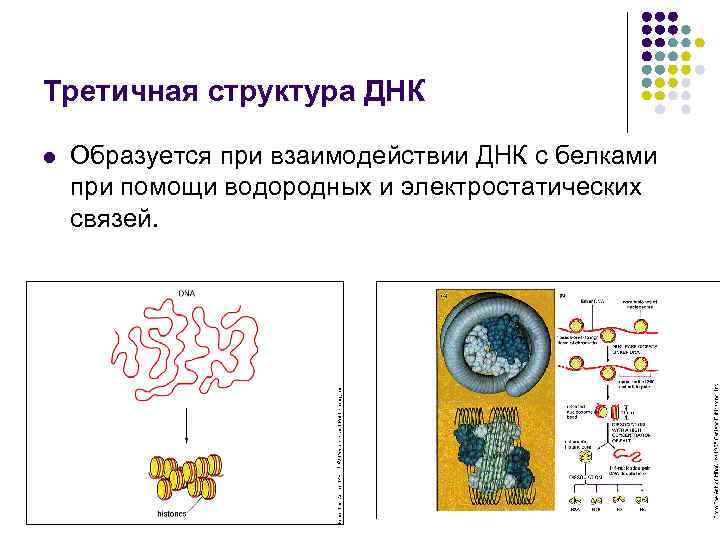Третичная структура ДНК l Образуется при взаимодействии ДНК с белками при помощи водородных и