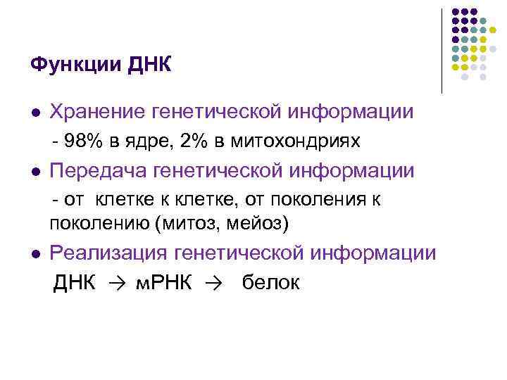 Функции ДНК l Хранение генетической информации - 98% в ядре, 2% в митохондриях l