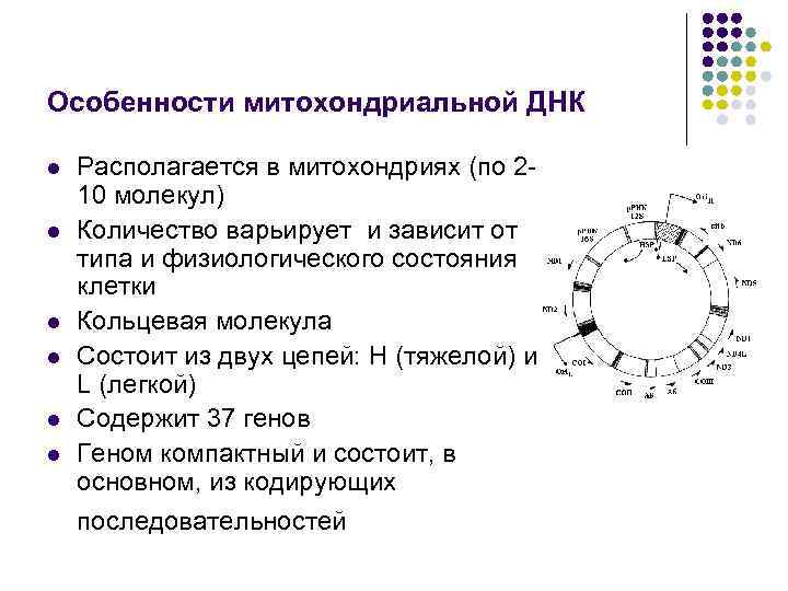 Особенности митохондриальной ДНК l l l Располагается в митохондриях (по 210 молекул) Количество варьирует