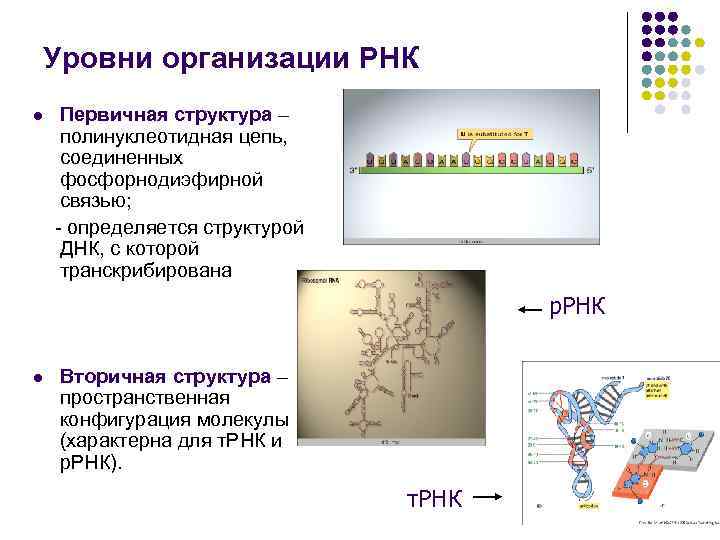Уровни организации РНК l Первичная структура – полинуклеотидная цепь, соединенных фосфорнодиэфирной связью; - определяется