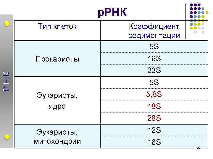 р. РНК Коэффициент седиментации 5 S Прокариоты РНК Тип клеток 16 S 23 S
